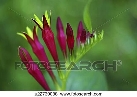 Stock Photo -  flower summer spring floral wildflower plant red. Fotosearch
