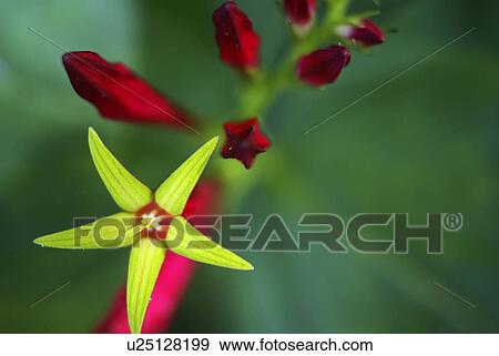 flower summer spring floral wildflower plant red View Large Photo Image Stock Photo - flower summer spring floral wildflower plant red. Fotosearch