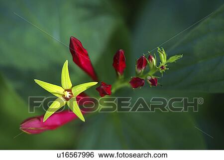 Stock Photograph -  flower summer spring floral wildflower plant red. Fotosearch