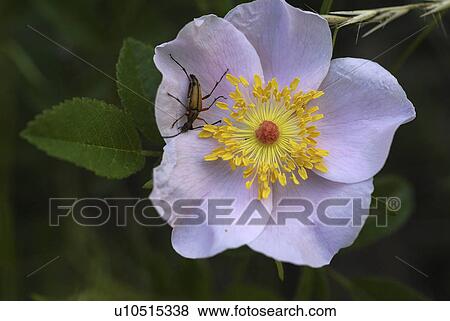 Stock Photo -  flower summer spring rose floral rosa virginiana. Fotosearch