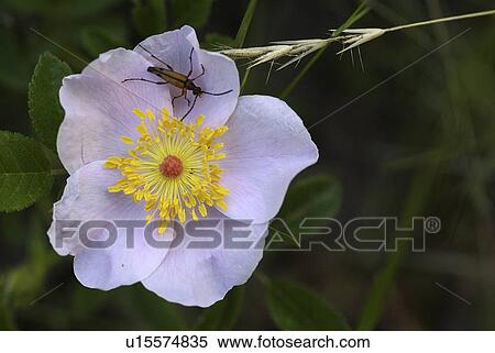 Stock Photography -  flower summer spring rose floral rosa virginiana. Fotosearch