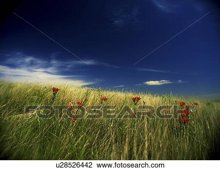 Stock Image -  flower tiger lily prairie north dakota nd dusk . Fotosearch