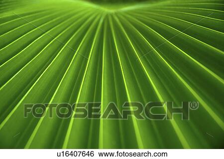 Stock Photograph -  flower tree floral leaf palm frond fiji islands. Fotosearch