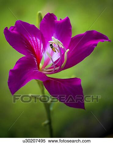 flower tree orchid insect in bali bauhinia asia View Large Photo Image Stock Photography - flower tree orchid insect in bali bauhinia asia. Fotosearch