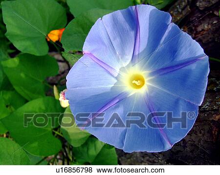 flower tree summer sun home leaf morning glory View Large Photo Image Stock Photo - flower tree summer sun home leaf morning glory. Fotosearch
