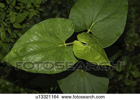 flower water summer spring plant vascular white View Large Photo Image Picture - flower water summer spring plant vascular white. Fotosearch