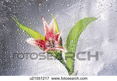 Stock Photo -  flower water summer spring red tulip tulipa tulp. Fotosearch
