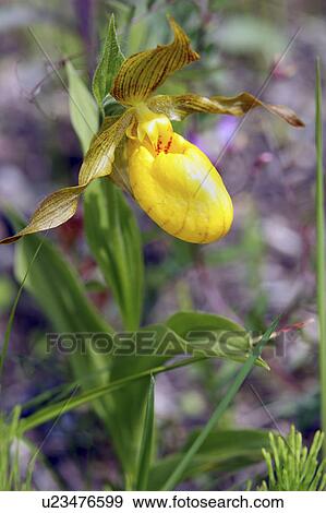 flower yellow ladys slipper agassis provincial View Large Photo Image Stock Photo - flower yellow ladys slipper agassis provincial. Fotosearch