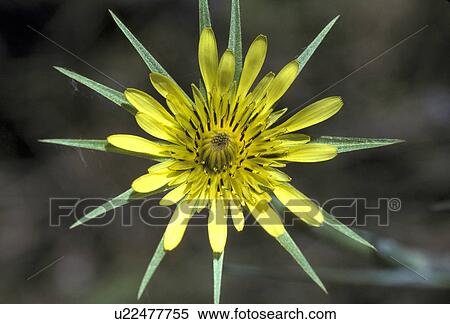 flowerhead yellow salsify mosier or usa View Large Photo Image Stock Photography - flowerhead yellow salsify mosier or usa . Fotosearch