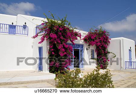 flowers beautiful island mykonos greece white View Large Photo Image Stock Image - flowers beautiful island mykonos greece white . Fotosearch