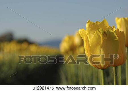 Stock Photography -  flowers design sam st kent wa tulips flowers st . Fotosearch