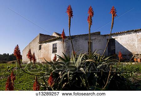 flowers house local red outside vila de bispo View Large Photo Image Stock Photo - flowers house local red outside vila de bispo . Fotosearch