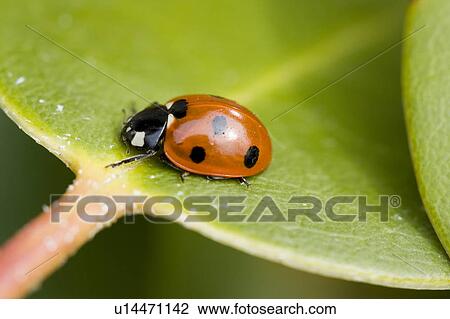 flowers leaf ladybug plants macro bugs close up View Large Photo Image Stock Image - flowers leaf ladybug plants macro bugs close up. Fotosearch