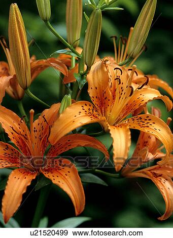 Stock Photo -  flowers nature lily plant stamens pistil ovary. Fotosearch