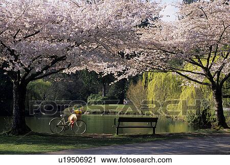 flowers spring central park picnicing View Large Photo Image Stock Image - flowers spring central park picnicing. Fotosearch
