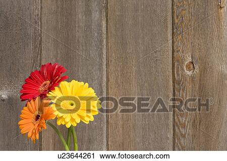 Stock Image -  flowers summer gerber daisies fence plants daisy. Fotosearch