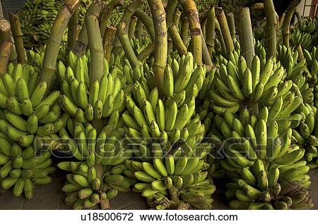 food fruit green bananas market in bali village View Large Photo Image Stock Image - food fruit green bananas market in bali village. Fotosearch