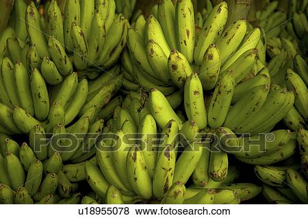 food fruit green bananas market in bali village View Large Photo Image Stock Photo - food fruit green bananas market in bali village. Fotosearch