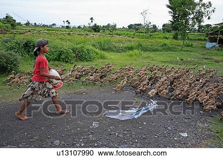 food people girl person indonesia herding ducks View Large Photo Image Stock Image - food people girl person indonesia herding ducks . Fotosearch