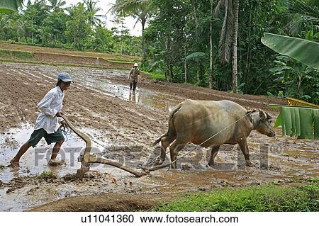 food people person indonesia kadugaru village se View Large Photo Image Stock Image - food people person indonesia kadugaru village se . Fotosearch