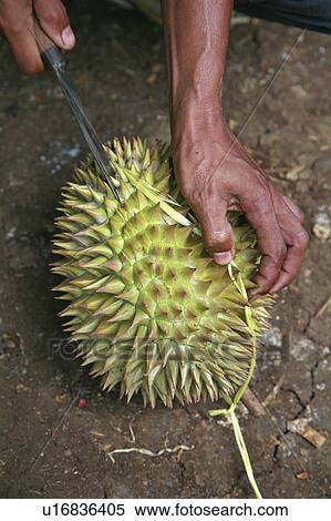 Stock Photography -  food people person indonesia sunda west java . Fotosearch