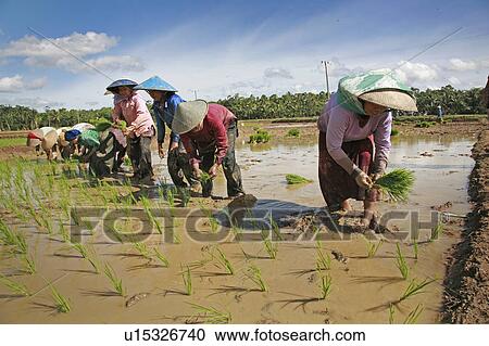 Stock Image -  food people person women indonesia sunda west . Fotosearch