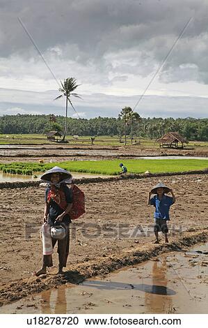 food people person women indonesia sunda west View Large Photo Image Stock Image - food people person women indonesia sunda west . Fotosearch