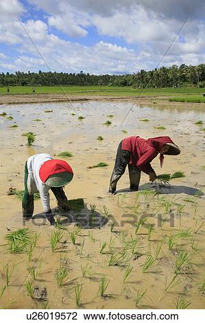 Stock Image -  food people person women indonesia sunda west . Fotosearch