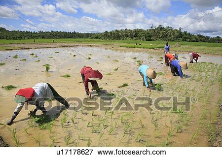 Stock Photo -  food people person women indonesia sunda west . Fotosearch