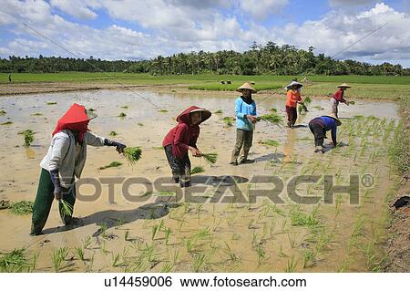 Stock Photograph -  food people person women indonesia sunda west . Fotosearch