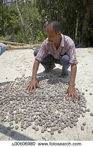 food sun timor leste marcelino de costa farmer View Large Photo Image Stock Image - food sun timor leste marcelino de costa farmer. Fotosearch