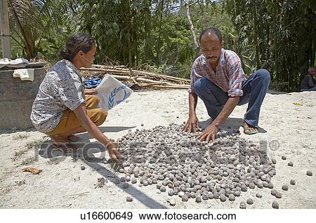 food sun timor leste marcelino de costa domingas View Large Photo Image Stock Photo - food sun timor leste marcelino de costa domingas. Fotosearch