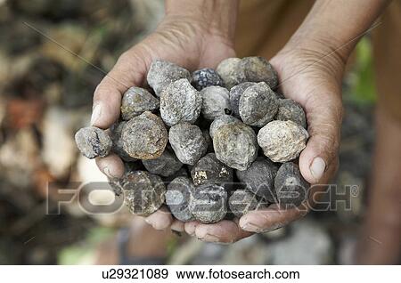 Stock Photo -  food timor leste domingas de sousa farmer baucau. Fotosearch