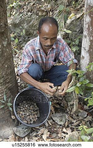 food timor leste marcelino de costa farmer View Large Photo Image Stock Photograph - food timor leste marcelino de costa farmer. Fotosearch
