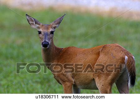 food whitetail deer odocoileus hunt hunted game View Large Photo Image Stock Image - food whitetail deer odocoileus hunt hunted game . Fotosearch