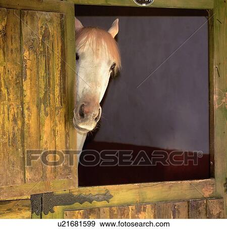 frame horse face barn comical copy space curious View Large Photo Image Stock Photo - frame horse face barn comical copy space curious. Fotosearch