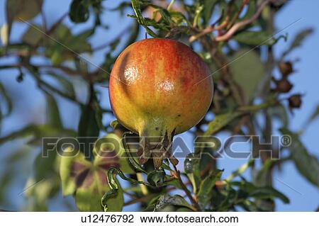 fruit punica granatum deciduous shrub painet View Large Photo Image Stock Image -  fruit punica granatum deciduous shrub painet. Fotosearch