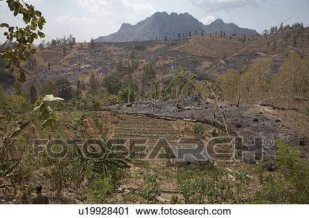 Stock Image -  fruit timor leste vegetable garden communally . Fotosearch