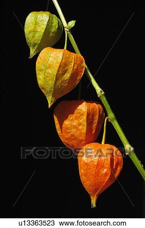 fruit winter stem four pods chinese lantern vier View Large Photo Image Stock Image - fruit winter stem four pods chinese lantern vier. Fotosearch