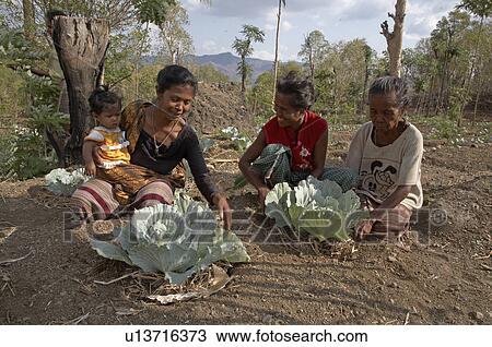 Stock Image -  fruit women timor leste vegetable garden farmed. Fotosearch