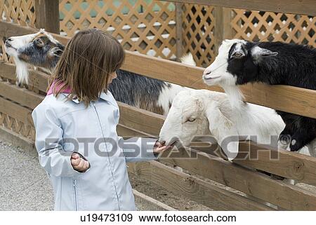Stock Photo -  girl michigan city in washington park zoo par. Fotosearch