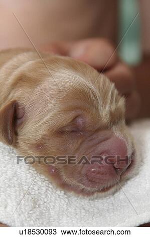 golden retriever puppy 1 day old dog View Large Photo Image Stock Image - golden retriever puppy 1 day old dog . Fotosearch