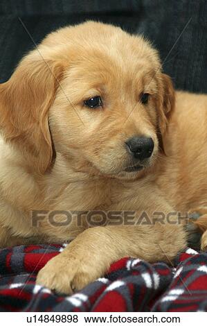 golden retriever puppy pr portrait ambrosial View Large Photo Image Stock Photo - golden retriever puppy pr portrait ambrosial. Fotosearch