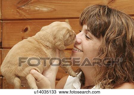 Stock Image -  golden retriever puppy sleeping candy mr. Fotosearch