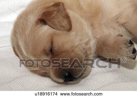 Picture -  golden retriever puppy sleeping sleep beddy-bye. Fotosearch