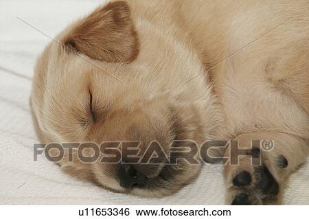 Stock Photograph -  golden retriever puppy sleeping sleep beddy-bye. Fotosearch