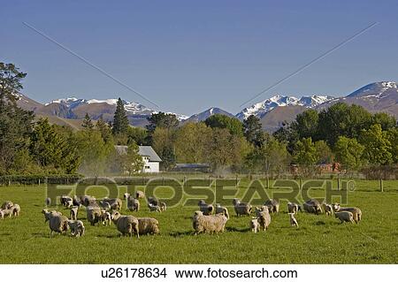 Picture -  grazing sheep failie south canterbury fairlie 5. Fotosearch