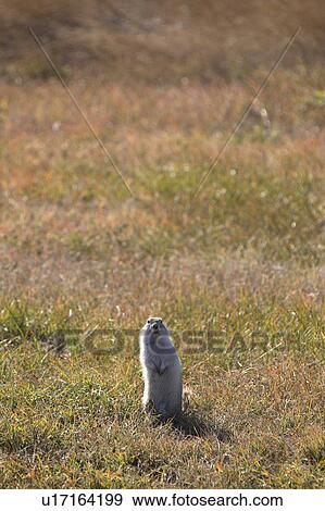 Stock Photo -  ground squirrel sitting up in scenic gopher wild. Fotosearch