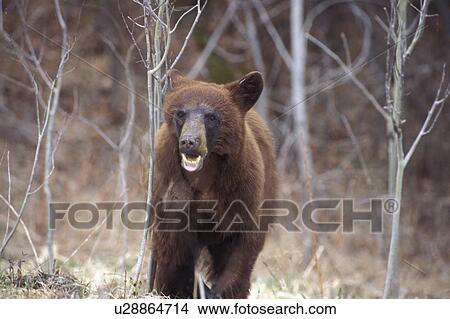 growling bear riding mountain national park View Large Photo Image Picture - growling bear riding mountain national park. Fotosearch