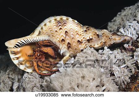 hairy red hermit crab living in giant triton shell water View Large Photo Image Stock Photography - hairy red hermit crab living in giant triton shell water . Fotosearch